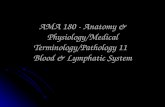 AMA 180 - Anatomy  Physiology/Medical Terminology/Pathology 11 Blood  Lymphatic System.