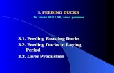 3. FEEDING DUCKS Dr. Istvn HULLR, assoc. professor 3.1. Feeding Roasting Ducks 3.2. Feeding Ducks in Laying Period 3.3. Liver Production.