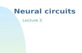 Neural circuits Lecture 3. Cellular neuroscience nNerve cells with ion channels and synapses u How do neurons interact? u How is activity patterned? u.
