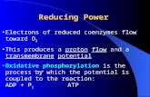Reducing Power Electrons of reduced coenzymes flow toward O 2 This produces a proton flow and a transmembrane potential Oxidative phosphorylation is the.