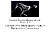 Locomotion: High Speed Gaits in Mammalian Carnivores