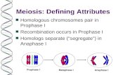 Meiosis: Defining Attributes n Homologous chromosomes pair in Prophase I n Recombination occurs in Prophase I n Homologs separate (segregate) in Anaphase.