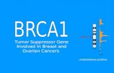 Tumor Suppressor Gene Involved in Breast and Ovarian Cancers   SCIENCE96/gene.cgi?BRCA1.