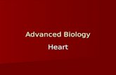 Advanced Biology Heart. Size, Shape, Location Fist Fist Hollow, cone shaped Hollow, cone shaped Mediastinum, Rests on diaphragm, posterior to sternum,