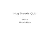 Hog Breeds Quiz Wilson Uintah High.