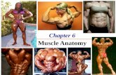 Chapter 6 The Muscle Anatomy. The Muscular System Functions  Movement  Maintain posture  Stabilize joints  Generate heat Three basic muscle types.