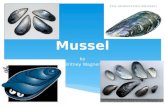 Mussel by Britney Wagner. NOT MUSCLE!  Blue mussels consist of a group of three closely related taxa, a.k.a. the Mytilus edulis complex  Mytilus edulis.