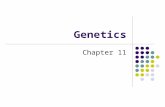 Genetics Chapter 11. Basic Terms Trait  an inheritable physical characteristic May be internal or external Ex: Eye color, hair color, blood type, personality.