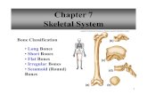 1 Chapter 7 Skeletal System Bone Classification Long Bones Short Bones Flat Bones Irregular Bones Sesamoid (Round) Bones.