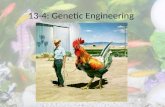 13-4: Genetic Engineering. GMOs Genetically Modified Organisms.