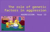 AGGRESSION: Year 13.  Genes are the hand behind the scenes... directing testosterones actions...