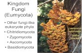 Kingdom Fungi (Eumycota) Other fungi-like eukaryote phyla Chitridiomycota Zygomycota Ascomycota Basidiomycota Laetiporus sulphueus sulfur bracket