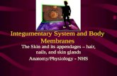 Integumentary System and Body Membranes The Skin and its appendages  hair, nails, and skin glands Anatomy/Physiology - NHS.