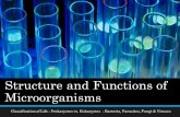 Structure and Functions of Microorganisms Classification of Life - Prokaryotes vs. Eukaryotes - Bacteria, Parasites, Fungi  Viruses.