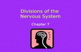 Divisions of the Nervous System Chapter 7. Divisions of the Nervous System 2 major divisions: Nervous System Central Nervous System Peripheral Nervous.