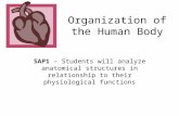 Organization of the Human Body SAP1  Students will analyze anatomical structures in relationship to their physiological functions.