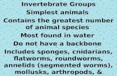 Invertebrate Groups Simplest animals Contains the greatest number of animal species Most found in water Do not have a backbone Includes sponges, cnidarians,