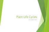Plant Life Cycles Ch 6 section 1 and 2. What Are the Functions of Roots, Stems, and Leaves?  Roots -3 Main functions -anchor the plant in the ground.