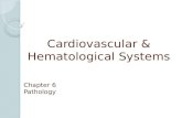 Cardiovascular  Hematological Systems Chapter 6 Pathology.