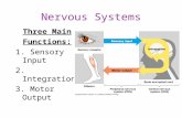 Nervous Systems Three Main Functions: 1. Sensory Input 2. Integration 3. Motor Output.