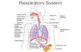 Respiratory System. Organization: Upper respiratory tract lower respiratory tract Function: Conducting: transports air Respiratory: exchanges gas.
