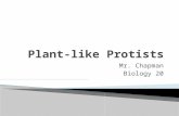 Mr. Chapman Biology 20. Unique Plant-like Protists With Various Structures.