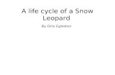 A life cycle of a Snow Leopard By Orla Egleston. Birth Birth is when the mother gives birth and produces new life. A snow leopard does not open it’s eyes.