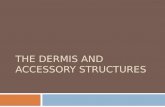 THE DERMIS AND ACCESSORY STRUCTURES. Skin Pigment  The color of your skin is due to an interaction between:  (1) epidermal pigmentation  (2) dermal.