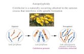 Colchicine is a naturally occurring alkaloid in the autumn crocus that interferes with spindle formation…