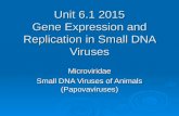 Unit 6.1 2015 Gene Expression and Replication in Small DNA Viruses Microviridae Small DNA Viruses of…