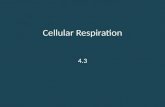 Cellular Respiration 4.3. Photosynthesis- the process of absorbing light energy and converting it into…