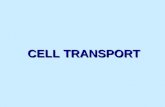 CELL TRANSPORT. Define these terms: 1. Solute*2. Solvent * 3. Semipermeable Membrane* 4. Passive Transport*…