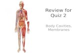 Review for Quiz 2 Body Cavities, Membranes. 1 2 3 4 5 6 7.