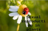 Sexual reproduction in plants. Structure of an insect-pollinated dicotyledonous plant.