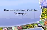 Homeostasis and Cellular Transport. Cell Membrane A phospholipid bilayer that forms the outer membrane…