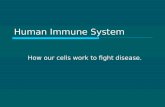 Human Immune System How our cells work to fight disease.