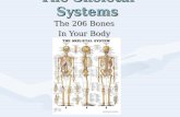 The Skeletal Systems The 206 Bones In Your Body. Functions of Skeletal System Supports bodySupports…