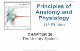 26 [chapter 26 the urinary system]