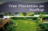 Tree Plantation on Rooftop
