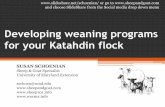 Developing weaning programs for your Katahdin flock