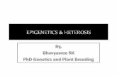 Epigentecs and heterosis