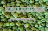 Heredity: Mendel's experiments