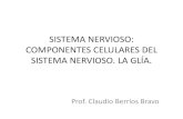 Sistema nervioso guia 1