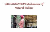 Vulcanization mechanism of natural rubber.