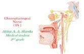 Glossopharyngeal Nerve IX