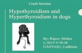 Hypothyroidism and Hyperthyroidism in dogs
