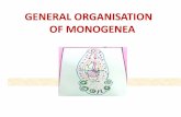 General organisatoon of monogenea