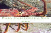 Baja california sur infografia agroalimentaria 2016