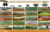 Ornamental grasses for utah