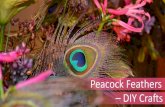 Peacock Feathers - DIY Crafts